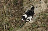 BORDER COLLIE 849